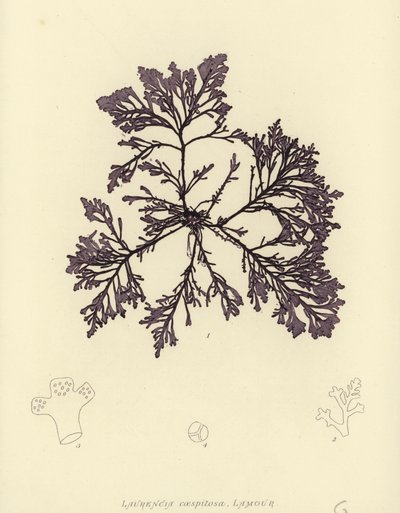 British Sea-Weed (naturtrykt) af English School